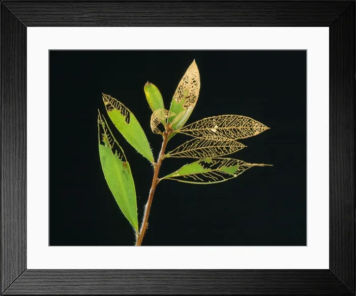 Framed Print : Australian Sawfly - larvae damaging Bottlebrush leaves, defoliation Framed Print : Australian Sawfly - larvae damaging Bottlebrush leaves, defoliation