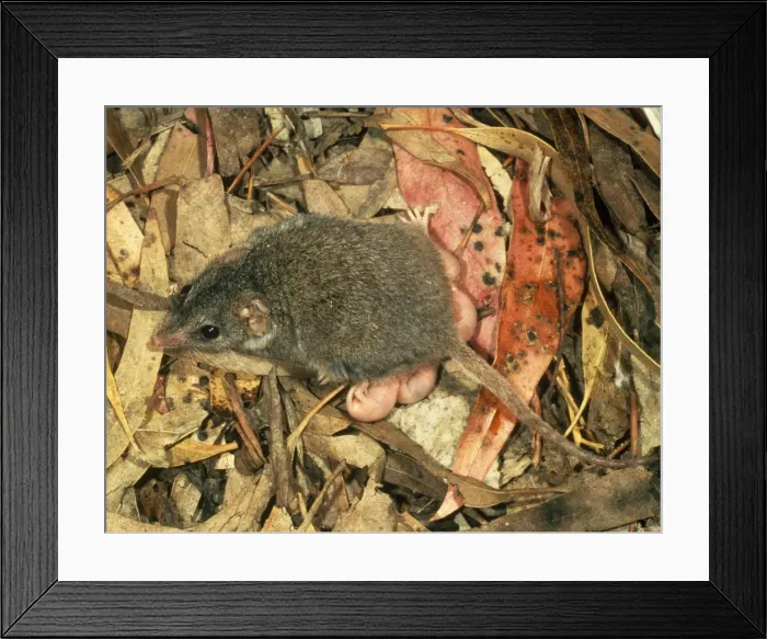 Framed Print : Marsupial Mouse / Brown Antechinus - with Suckling Young Framed Print : Marsupial Mouse / Brown Antechinus - with Suckling Young