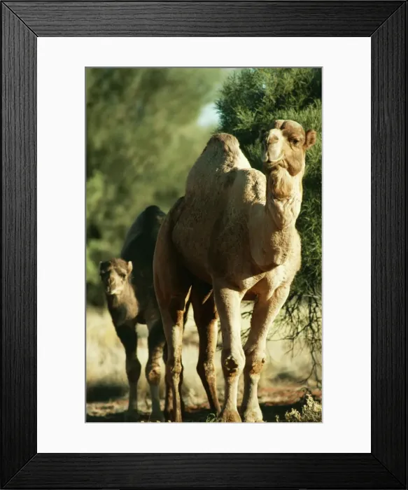 Framed Print : One Humped Camel JPF 7038 Wild Bull & young. Camelus dromodarius © Jean-Paul Ferrero / ARDEA LONDON Framed Print : One Humped Camel JPF 7038 Wild Bull & young. Camelus dromodarius © Jean-Paul Ferrero / ARDEA LONDON
