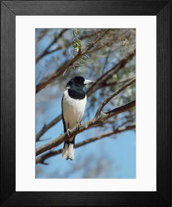 Framed Print : Pied Butcherbird - predator of budgerigar The Olgas, Uluru National Park, Northern Territory, Australia Framed Print : Pied Butcherbird - predator of budgerigar The Olgas, Uluru National Park, Northern Territory, Australia