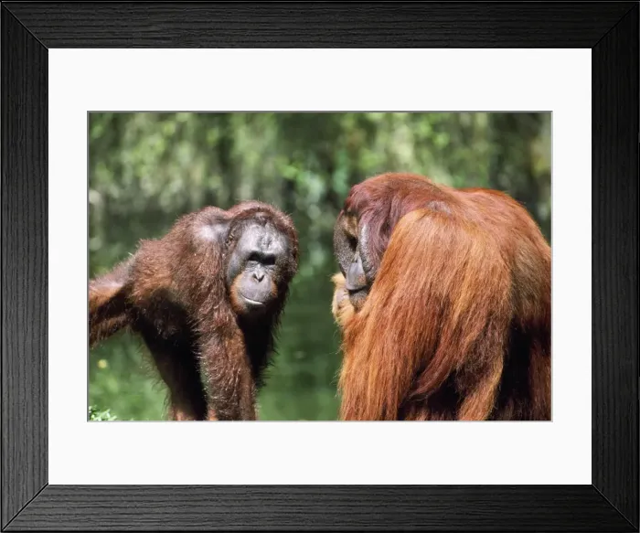Framed Print : Orang-utan - young & old Framed Print : Orang-utan - young & old