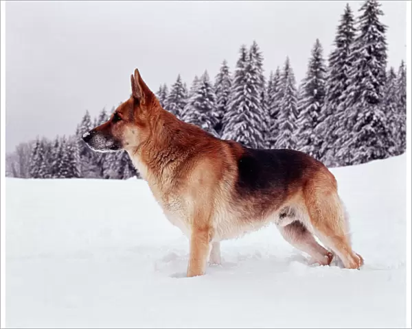 German Shepard Dog  /  Alsation JPF 782 Standing in snow © Jean-Paul Ferrero  /  ARDEA LONDON