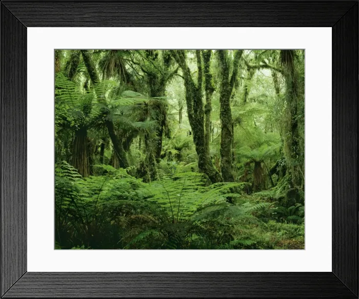 Framed Print : Rain Forest JPF 7918 Formed of Kamahi tree fern, New Zealand South Island Westland National Park Minnehaha walk near Fox Glacier township. Cyathea smithii © Jean-Paul Ferrero / ARDEA LONDON Framed Print : Rain Forest JPF 7918 Formed of Kamahi tree fern, New Zealand South Island Westland National Park Minnehaha walk near Fox Glacier township. Cyathea smithii © Jean-Paul Ferrero / ARDEA LONDON