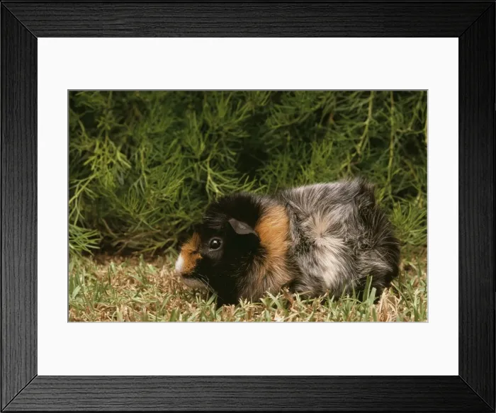 Framed Print : Guinea Pig JPF 7972 Abyssinian Carva porcellus © Jean-Paul Ferrero / ARDEA LONDON Framed Print : Guinea Pig JPF 7972 Abyssinian Carva porcellus © Jean-Paul Ferrero / ARDEA LONDON