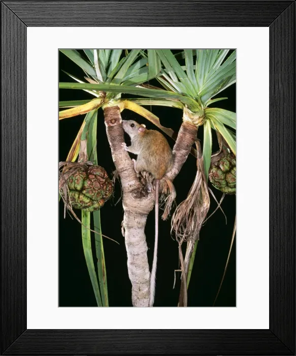 Framed Print : Golden Backed Tree Rat JPF 8161 Northern territory and Kimberley, Australia. Nests in Pandanus Mesmbriomys macrurus © Jean-Paul Ferrero / ARDEA LONDON Framed Print : Golden Backed Tree Rat JPF 8161 Northern territory and Kimberley, Australia. Nests in Pandanus Mesmbriomys macrurus © Jean-Paul Ferrero / ARDEA LONDON