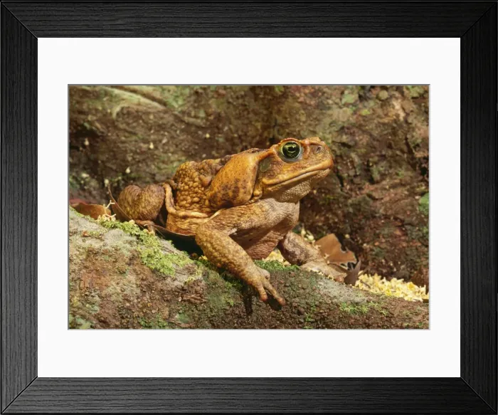 Framed Print : Cane Toad JPF 8243 North Queensland rainforest introduced to Australia 1935 Bufo marinus © Jean-Paul Ferrero / ARDEA LONDON Framed Print : Cane Toad JPF 8243 North Queensland rainforest introduced to Australia 1935 Bufo marinus © Jean-Paul Ferrero / ARDEA LONDON