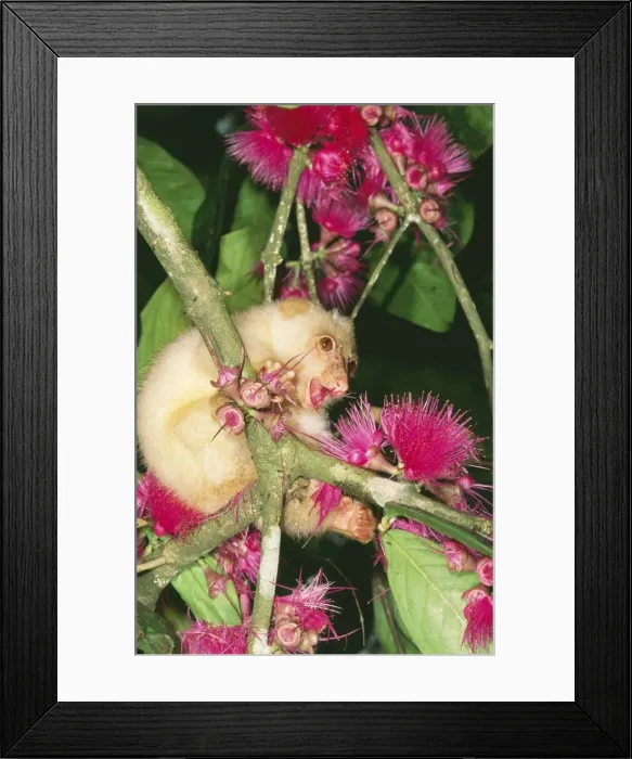 Framed Print : Spotted Cuscus JPF 8331 Norhtern form (white), Papua New Guinea. Spilocucus maculatus maculatus © Jean-Paul Ferrero / ARDEA LONDON Framed Print : Spotted Cuscus JPF 8331 Norhtern form (white), Papua New Guinea. Spilocucus maculatus maculatus © Jean-Paul Ferrero / ARDEA LONDON