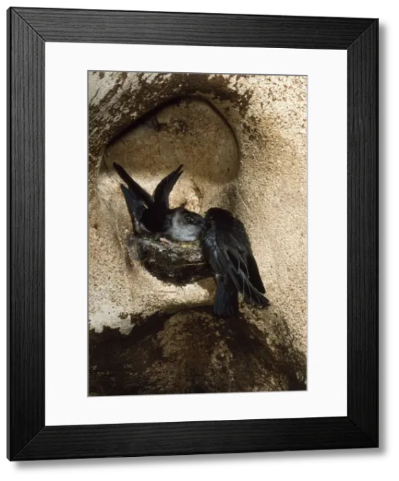 Framed Print : Black-nest Swiftlet Gomantong Caves, Sabah, Borneo Framed Print : Black-nest Swiftlet Gomantong Caves, Sabah, Borneo