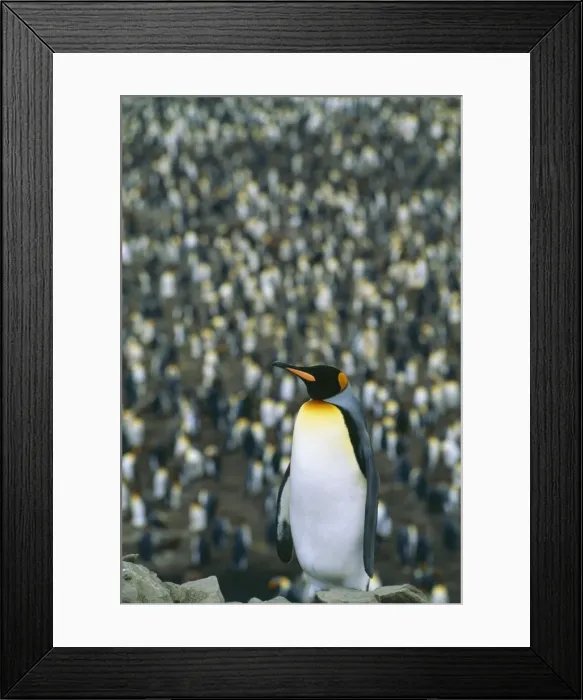 Framed Print : King Penguin JPF 8550 South Georgia, Antarctica. Aptenodytes patagonicus © Jean-Paul Ferrero / ARDEA LONDON Framed Print : King Penguin JPF 8550 South Georgia, Antarctica. Aptenodytes patagonicus © Jean-Paul Ferrero / ARDEA LONDON
