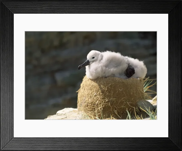 Framed Print : Black Browed Albatross - chick on nest Falkland Islands Framed Print : Black Browed Albatross - chick on nest Falkland Islands