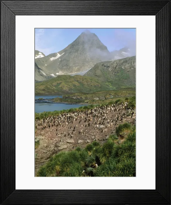 Framed Print : Macaroni Penguin - colony South Georgia Framed Print : Macaroni Penguin - colony South Georgia