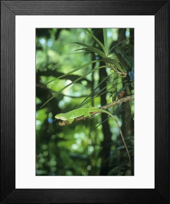 Framed Print : Fiji Banded Iguana - female Framed Print : Fiji Banded Iguana - female