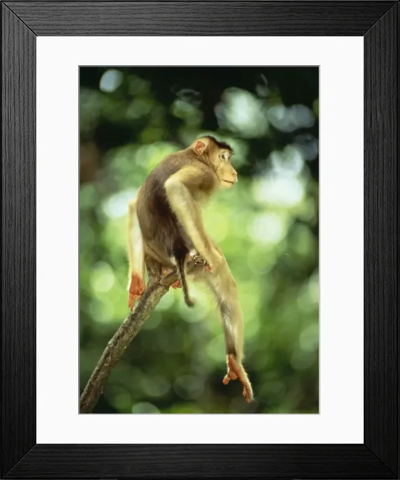 Framed Print : Pig-Tailed Macaque Monkey JPF 9357 Male Borneo, Indonesia. (N. E. India, S. W. China, S. E. Asia, Sumatra) Macaca nemestrina nemestrina © Jean-Paul Ferrero / ARDEA LONDON Framed Print : Pig-Tailed Macaque Monkey JPF 9357 Male Borneo, Indonesia. (N. E. India, S. W. China, S. E. Asia, Sumatra) Macaca nemestrina nemestrina © Jean-Paul Ferrero / ARDEA LONDON