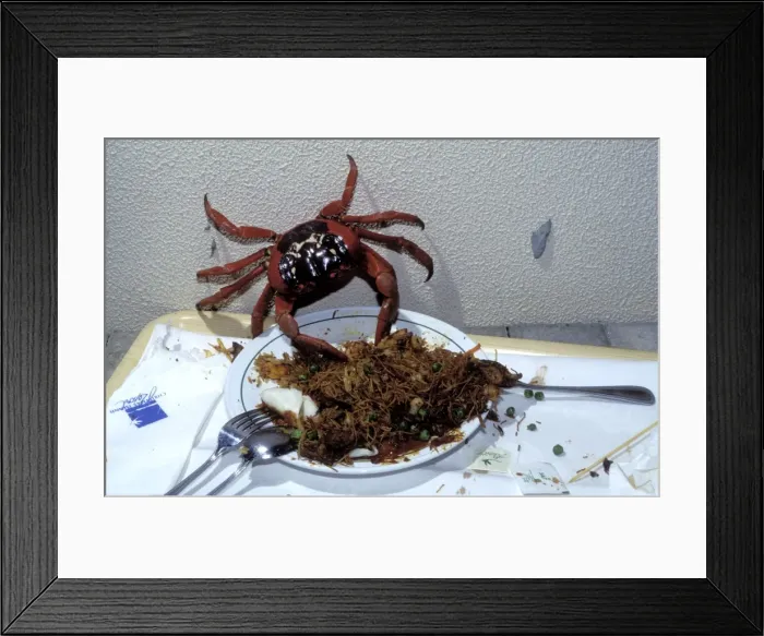 Framed Print : Red Crab (A land crab) - Eating leftovers from dinner plate - Christmas Island - Indian Ocean (Australian Territory) JPF35214 Framed Print : Red Crab (A land crab) - Eating leftovers from dinner plate - Christmas Island - Indian Ocean (Australian Territory) JPF35214