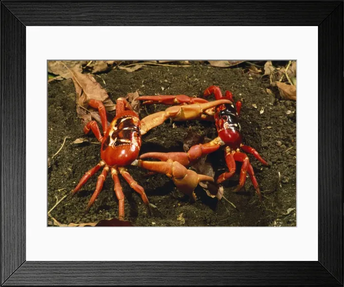 Framed Print : Red Crab - (land crab) males fighting over burrow (mating place) Christmas Island, Indian Ocean. Fm: Gecarcoidea Framed Print : Red Crab - (land crab) males fighting over burrow (mating place) Christmas Island, Indian Ocean. Fm: Gecarcoidea