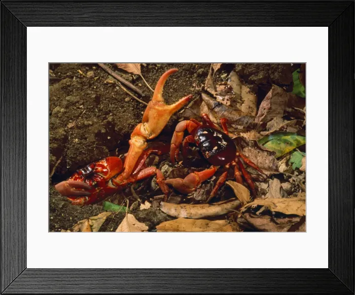 Framed Print : Red Crab - (land crab) males fighting over burrow (mating place) Christmas Island Indian Ocean Fm: Gecarcoidea Framed Print : Red Crab - (land crab) males fighting over burrow (mating place) Christmas Island Indian Ocean Fm: Gecarcoidea