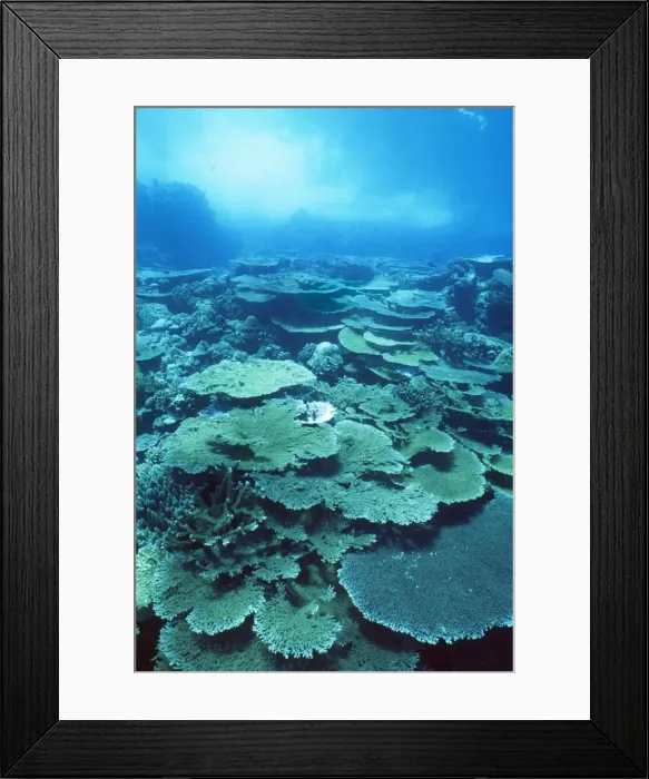 Framed Print : Christmas Island - Indian Ocean - fringing coral reef (Acropora hyacinthus) Framed Print : Christmas Island - Indian Ocean - fringing coral reef (Acropora hyacinthus)
