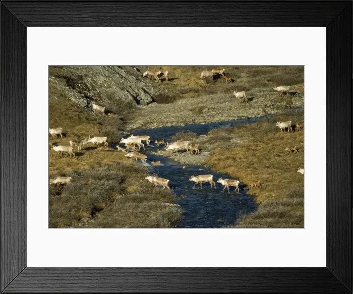Framed Print : Barren Ground Caribou / Reindeer Arctic National Wildlife Refuge Framed Print : Barren Ground Caribou / Reindeer Arctic National Wildlife Refuge