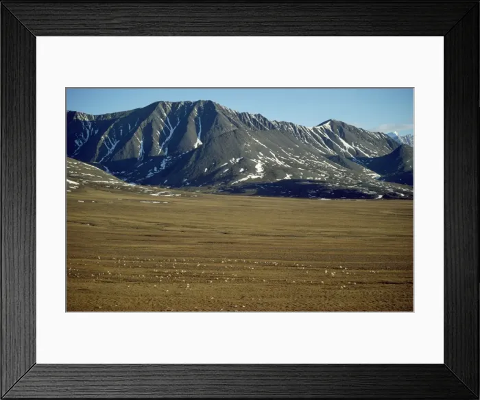 Framed Print : Barren Ground Caribou / Reindeer Arctic National Wildlife Refuge Framed Print : Barren Ground Caribou / Reindeer Arctic National Wildlife Refuge