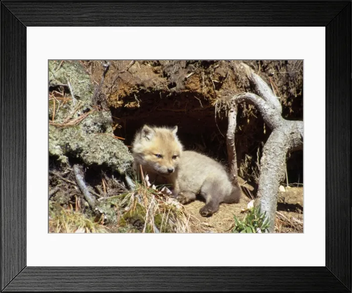 Framed Print : Red Fox - cub outside den Framed Print : Red Fox - cub outside den