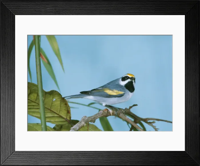 Framed Print : Golden- Winged Warbler JSD 2380 Vermivori chrysoplera © J. S. Dunning / ARDEA LONDON Framed Print : Golden- Winged Warbler JSD 2380 Vermivori chrysoplera © J. S. Dunning / ARDEA LONDON