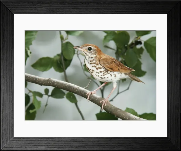 Framed Print : Wood Thrush JSD 462 Hylocichla mustelina © John S. Dunning / ARDEA LONDON Framed Print : Wood Thrush JSD 462 Hylocichla mustelina © John S. Dunning / ARDEA LONDON