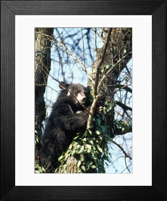 Framed Print : Asiatic Black Bear - in tree Framed Print : Asiatic Black Bear - in tree