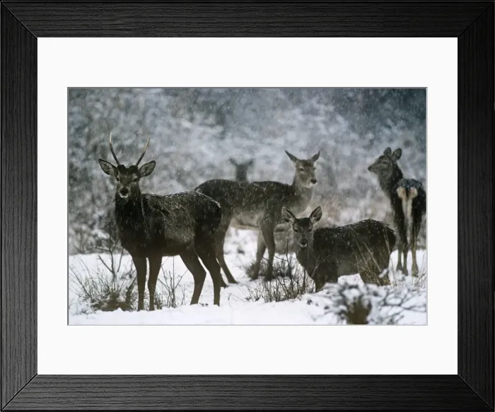 Framed Print : Hangul / Kashmir Deer Dachigam National Park, Jammu & Kashmir Framed Print : Hangul / Kashmir Deer Dachigam National Park, Jammu & Kashmir