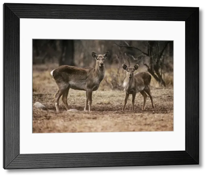 Framed Print : Hangul / Kashmir Deer - female with yearling Dachigam National Park, Jammu & Kashmir Framed Print : Hangul / Kashmir Deer - female with yearling Dachigam National Park, Jammu & Kashmir