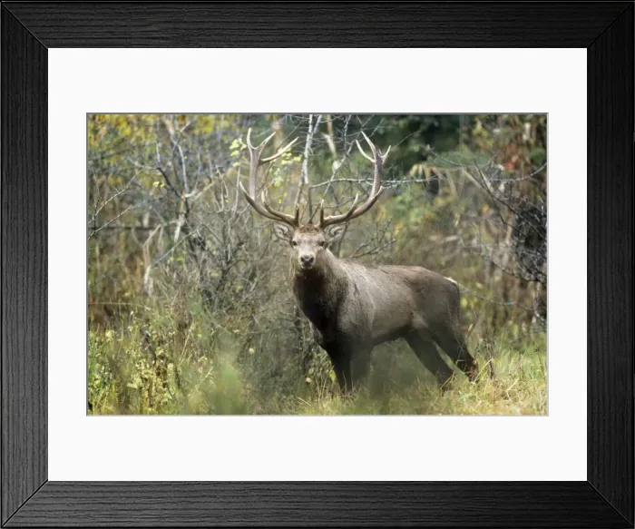 Framed Print : Hangul / Kashmir Deer - male Dachigam National Park, Jammu & Kashmir Framed Print : Hangul / Kashmir Deer - male Dachigam National Park, Jammu & Kashmir