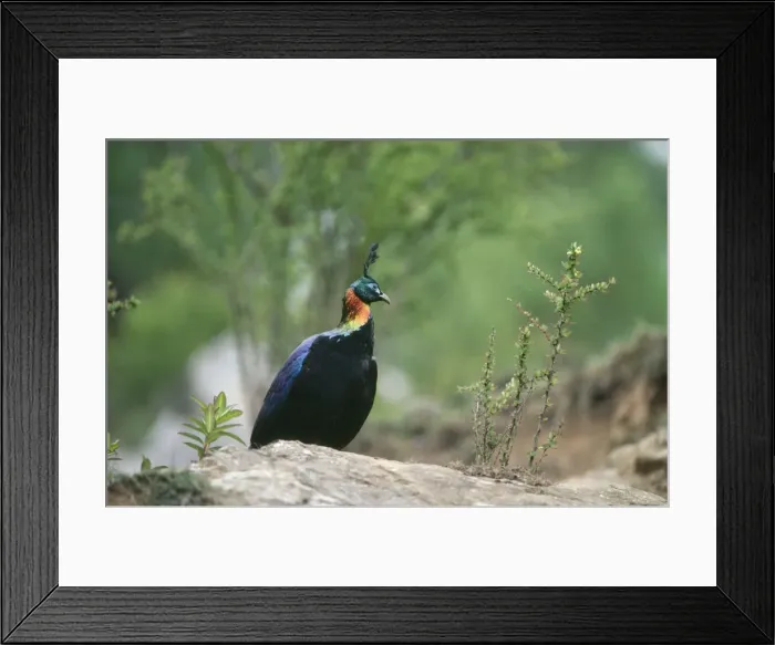 Framed Print : Himalayan Monal Pheasant - Male - Sagarmatha National Park - Nepal Framed Print : Himalayan Monal Pheasant - Male - Sagarmatha National Park - Nepal