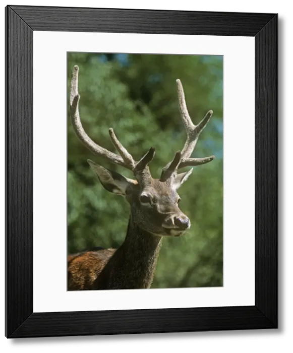 Framed Print : Hangul  /  Kashmir Deer - 2 years old. Dachigam National Park, Jammu & Kashmir