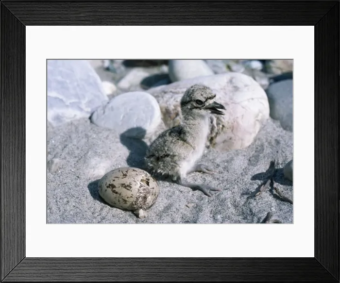 Framed Print : Large Thick-knee Curlew - chick & egg hatching Manas Tiger Reserve, Assam, India Framed Print : Large Thick-knee Curlew - chick & egg hatching Manas Tiger Reserve, Assam, India