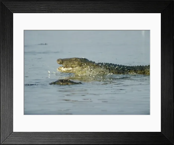 Framed Print : Marsh Mugger Crocodile - feeding on small fish Framed Print : Marsh Mugger Crocodile - feeding on small fish