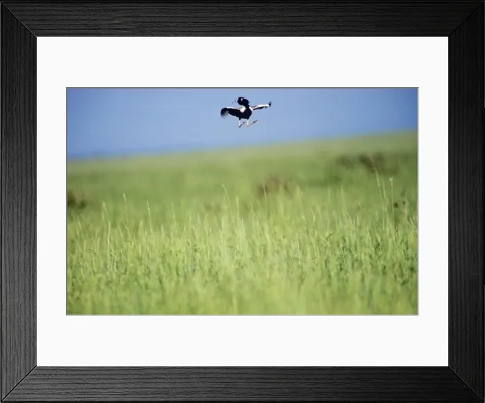 Framed Print : Lesser Florican - Male, display jumping during breeding season Framed Print : Lesser Florican - Male, display jumping during breeding season