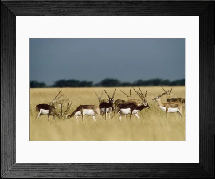 Framed Print : Blackbuck - bachelor herd Velavadar Blackbuck National Park, Gujarat, India Framed Print : Blackbuck - bachelor herd Velavadar Blackbuck National Park, Gujarat, India