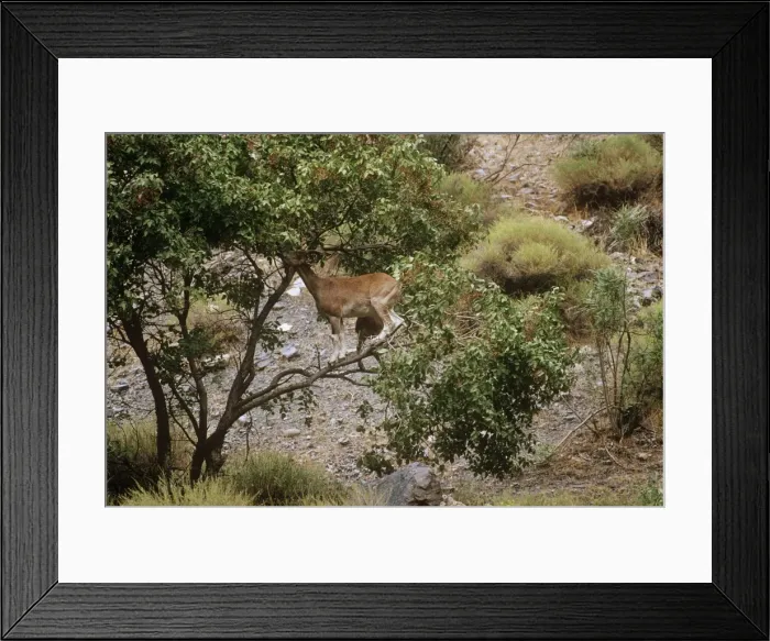 Framed Print : Flare-horned Markhor - female, feeding in tree Hindu Kush Valley, North-West Frontier Province, Pakistan Framed Print : Flare-horned Markhor - female, feeding in tree Hindu Kush Valley, North-West Frontier Province, Pakistan