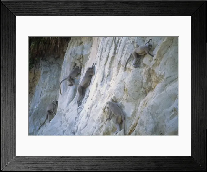 Framed Print : Gray Langurs / Tarai Gray Langur / Hanuman langur / Lesser Hill Langur / Tarai Sacred Langur- Group at natural salt lick Previously known as: Semnopithecus entellus hector Rajaji National Park, India Framed Print : Gray Langurs / Tarai Gray Langur / Hanuman langur / Lesser Hill Langur / Tarai Sacred Langur- Group at natural salt lick Previously known as: Semnopithecus entellus hector Rajaji National Park, India