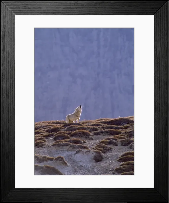 Framed Print : Tibetan Wolf - male howling near den. Ladakh India Framed Print : Tibetan Wolf - male howling near den. Ladakh India