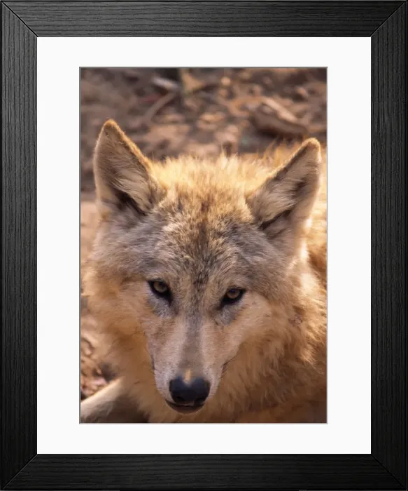 Framed Print : Tibetan / Asian Wolf Framed Print : Tibetan / Asian Wolf