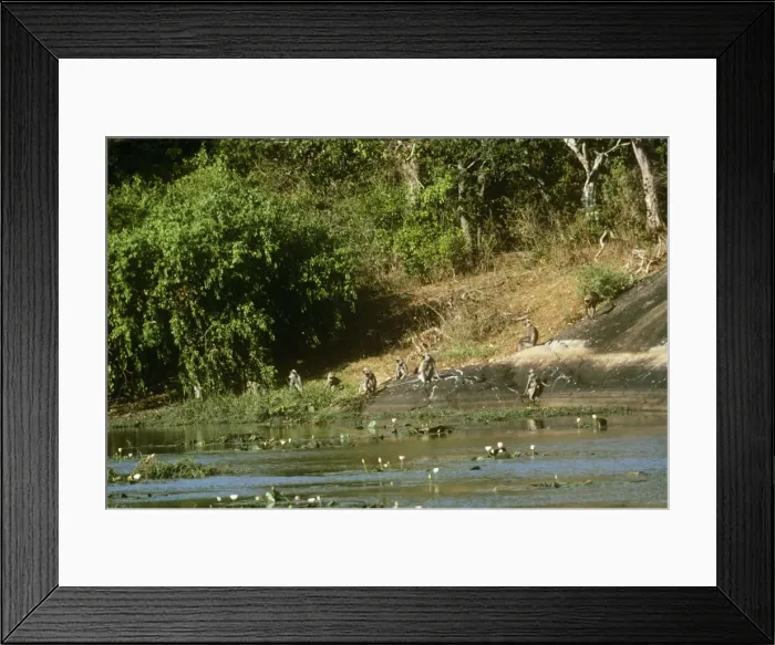 Framed Print : Tufted Grey Langur Monkey - troop at river Sri Lanka Framed Print : Tufted Grey Langur Monkey - troop at river Sri Lanka