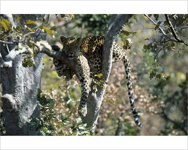 Leopard JVG 3308 Panna National Park, India Panthera pardus © Joanna Van Gruisen  /  ARDEA LONDON