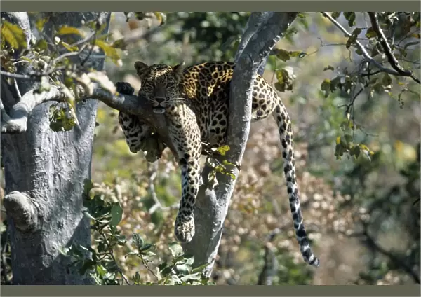 Leopard JVG 3308 Panna National Park, India Panthera pardus © Joanna Van Gruisen  /  ARDEA LONDON