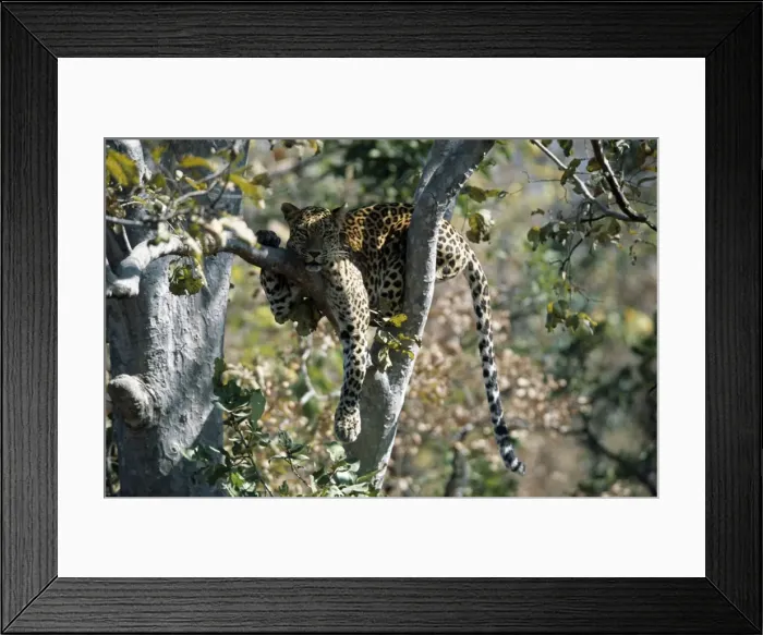 Framed Print : Leopard JVG 3308 Panna National Park, India Panthera pardus © Joanna Van Gruisen / ARDEA LONDON Framed Print : Leopard JVG 3308 Panna National Park, India Panthera pardus © Joanna Van Gruisen / ARDEA LONDON