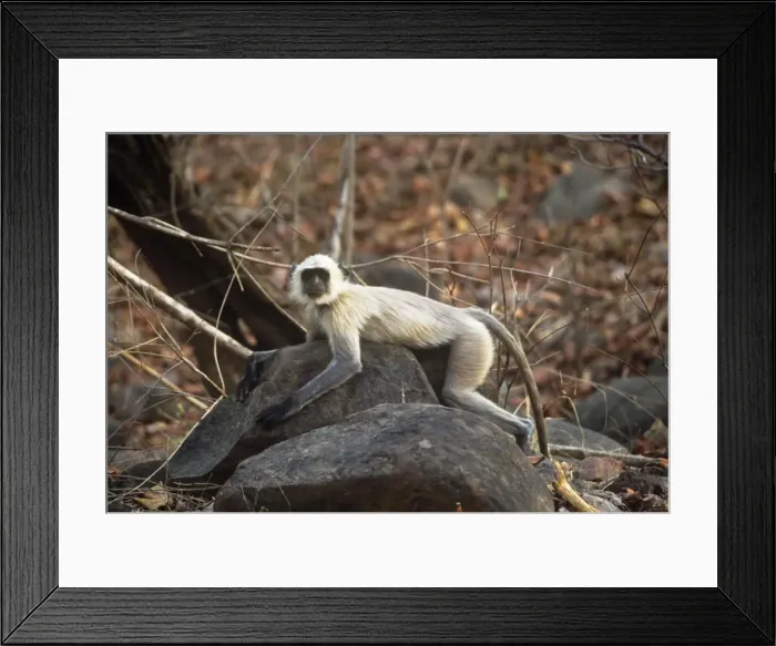 Framed Print : Common Lamgur Monkey Panna National Park India Framed Print : Common Lamgur Monkey Panna National Park India