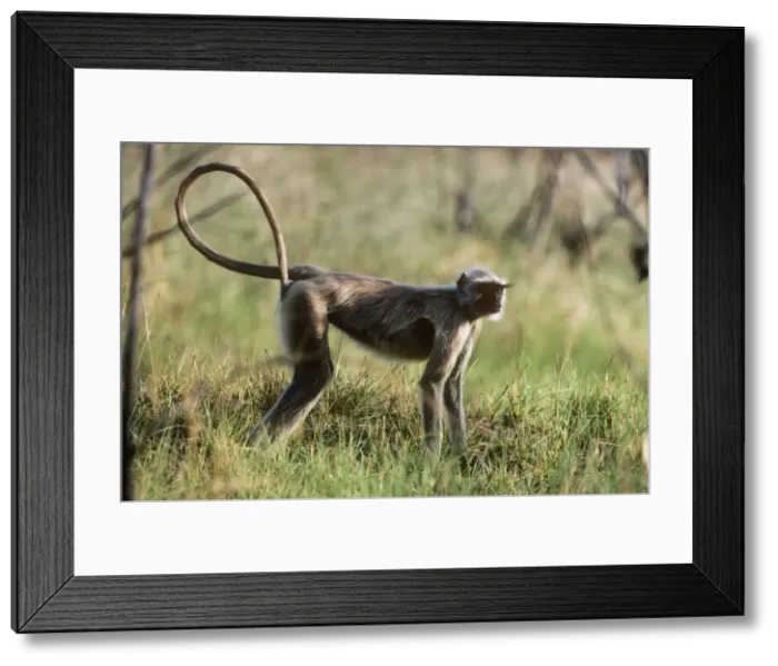 Framed Print : Common Lamgur Monkey Panna National Park India Framed Print : Common Lamgur Monkey Panna National Park India