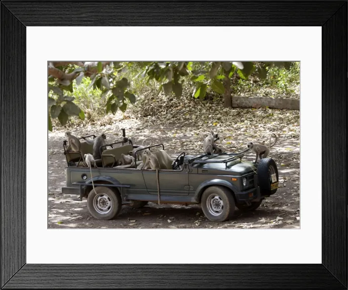 Framed Print : Grey / Common Langur - Checking out a Maruti Gypsy jeep parked at Jogi Mahal in Ranthambhore Tiger Reserve - looking for picnic remains Framed Print : Grey / Common Langur - Checking out a Maruti Gypsy jeep parked at Jogi Mahal in Ranthambhore Tiger Reserve - looking for picnic remains