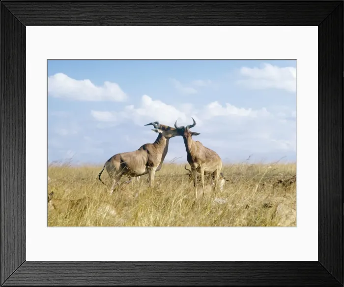 Framed Print : Coke's hartebeests - allogrooming Framed Print : Coke's hartebeests - allogrooming