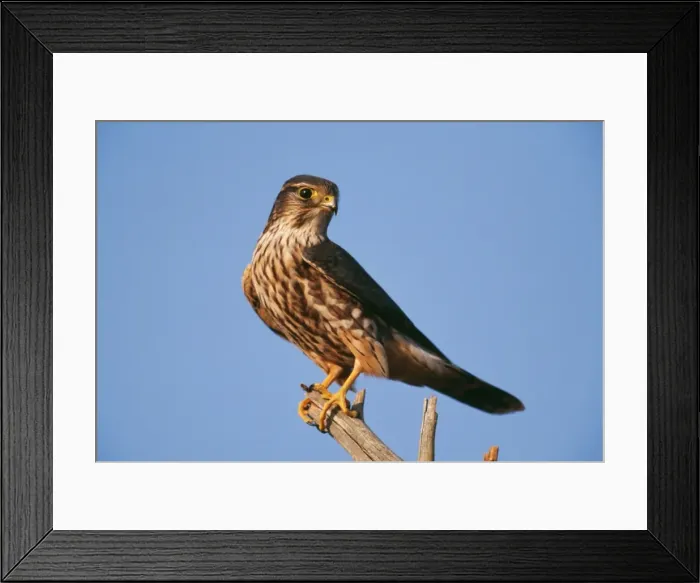 Framed Print : Merlin JZ 1162 Cape May, New Jersey USA Falco columbarius © Jim Zipp / ARDEA LONDON Framed Print : Merlin JZ 1162 Cape May, New Jersey USA Falco columbarius © Jim Zipp / ARDEA LONDON