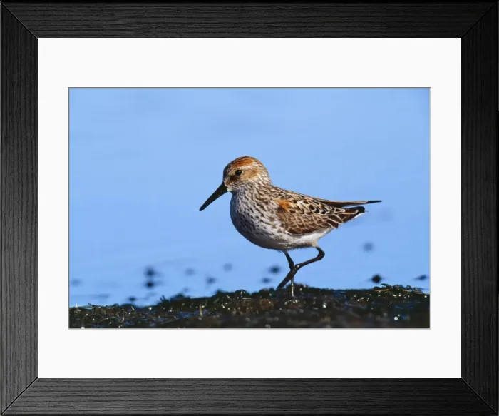 Framed Print : Western Sandpiper JZ 1282 Seward peninsula, Alaska. Calidris mauri © Jim Zipp / ARDEA LONDON Framed Print : Western Sandpiper JZ 1282 Seward peninsula, Alaska. Calidris mauri © Jim Zipp / ARDEA LONDON